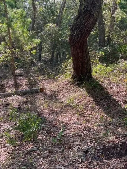 Coyote Road, Hudson, FL 34667 - Image #3