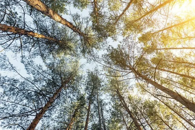 2811 53rd Street W, Lehigh Acres, FL 33971 - Image #3