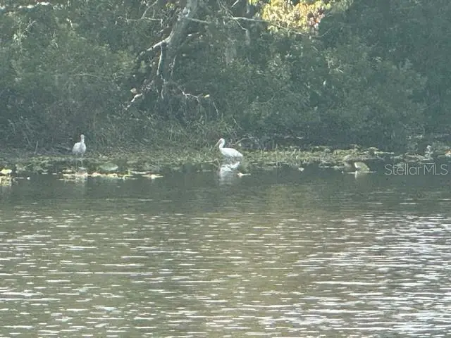 440 Lakeview Drive, Oldsmar, FL 34677 - Image #3