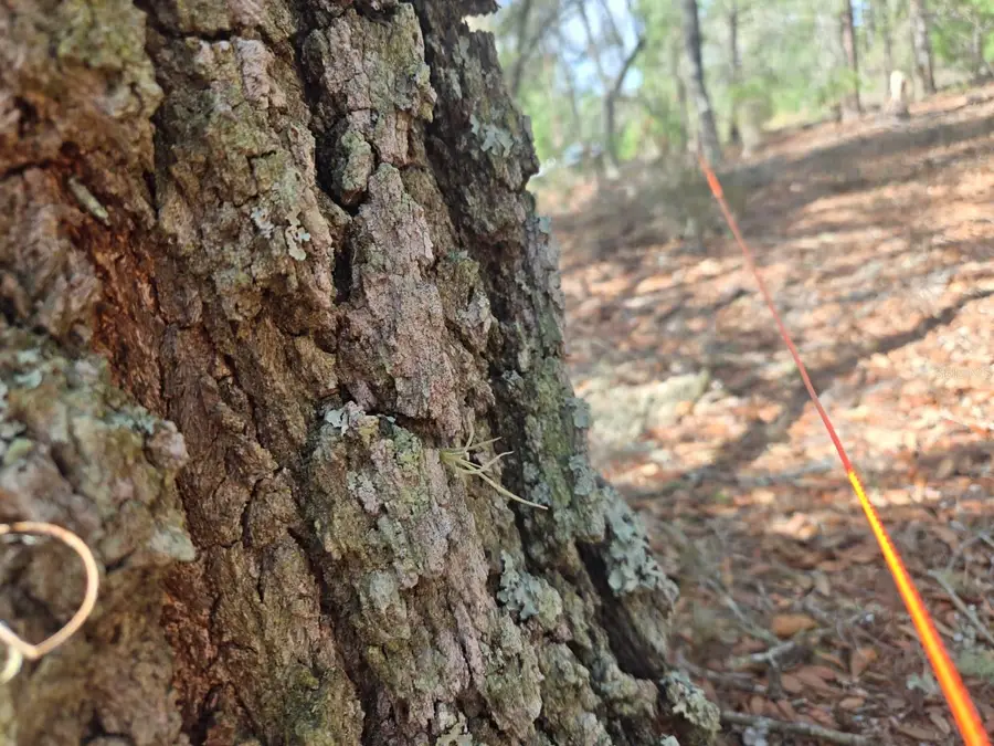 206 Wales Street, Interlachen, FL 32148 - #2