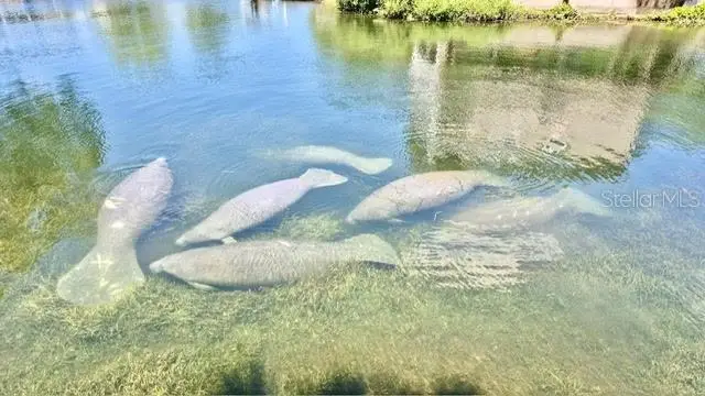 6448 W Richard Drive, Weeki Wachee, FL 34607 - #2