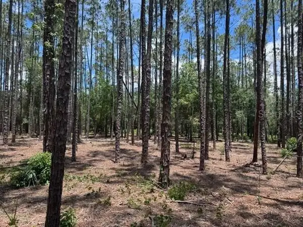 18517 Livingston Avenue, LUTZ, FL 33559