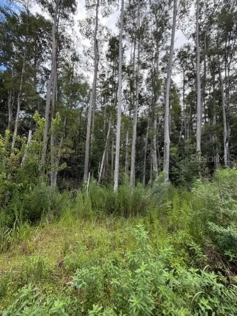 Wesley Chapel Blvd, Lutz, FL 33559 - #2