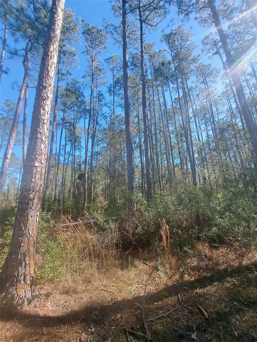 5146 Lime Avenue, Bunnell, FL 32110 - Image #2