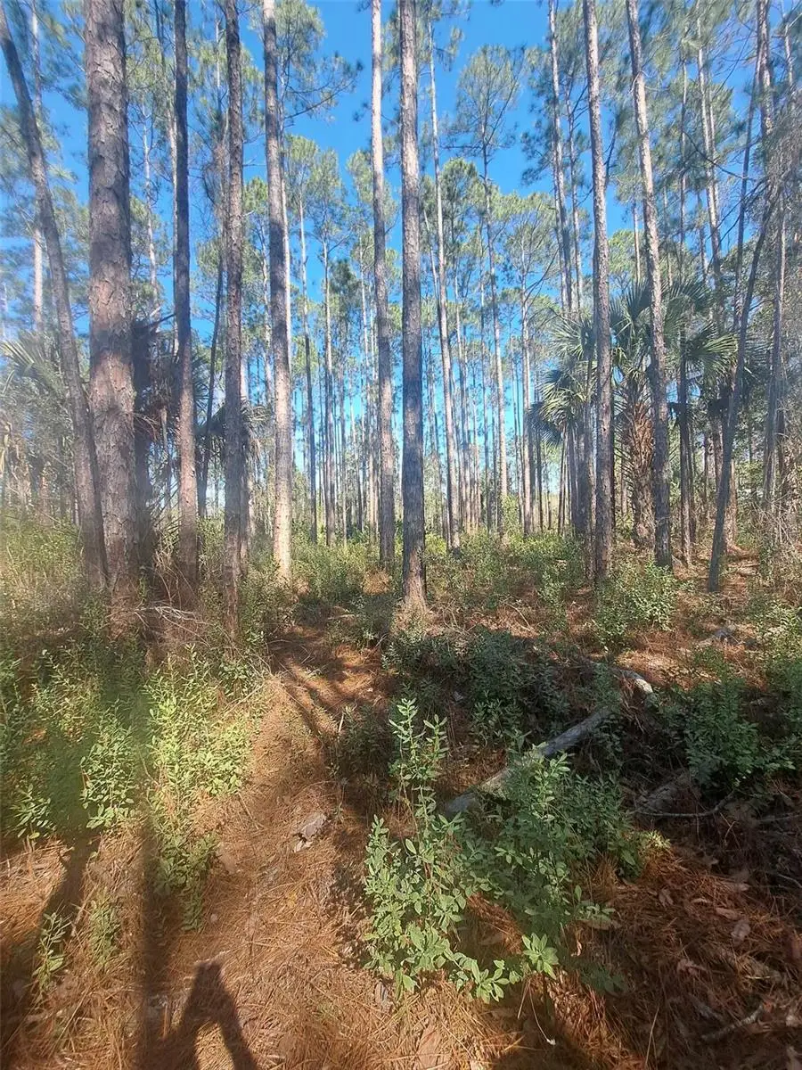 5146 Lime Avenue, Bunnell, FL 32110 - Image #3