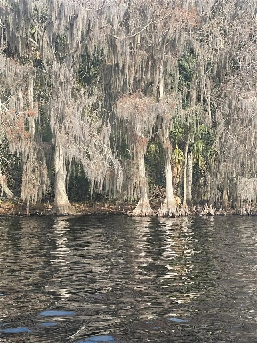 233 Stella Road, Georgetown, FL 32139 - Image #3