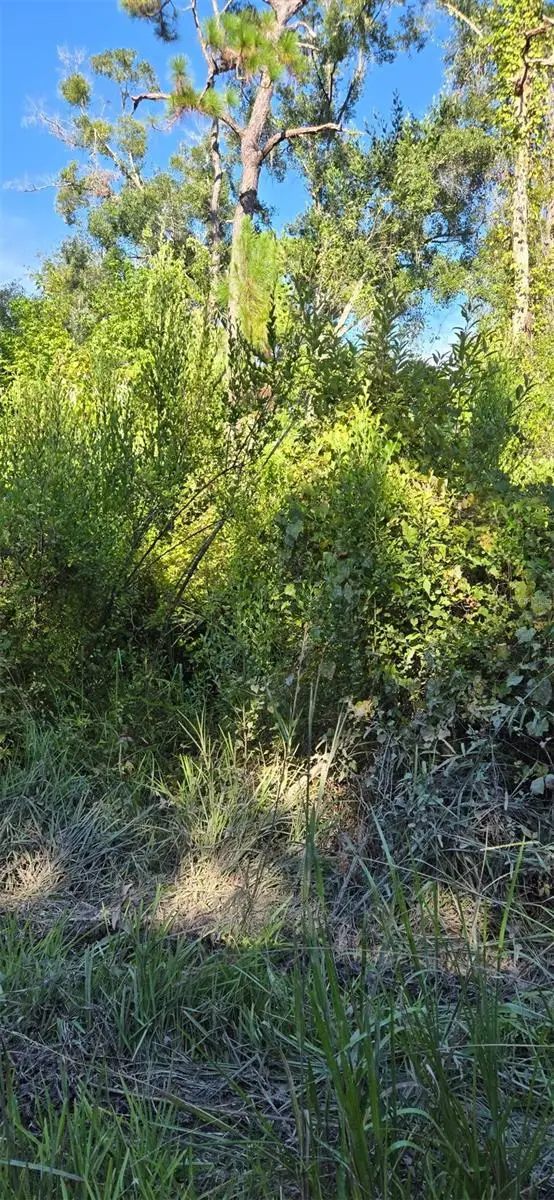 Evergreen Street, New Port Richey, FL 34654 - Image #1