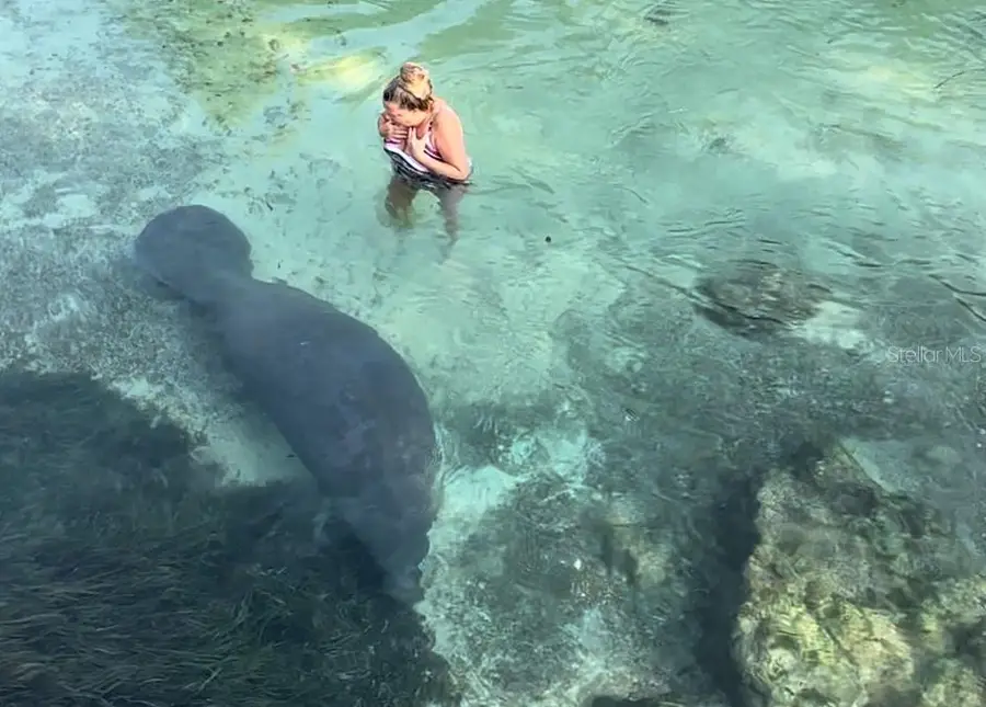 6499 Nebula Street, Weeki Wachee, FL 34613 - Image #3