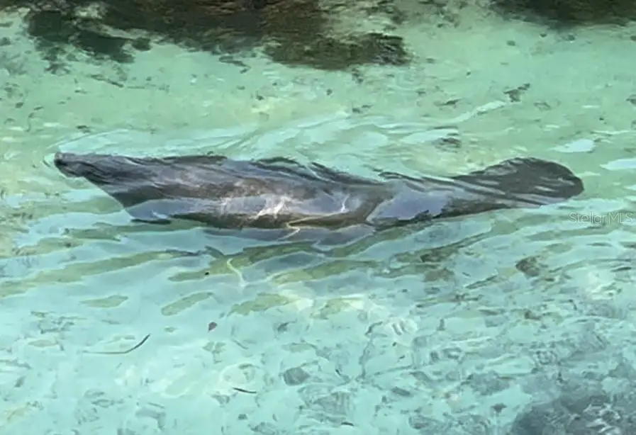 5411 Teal Drive, Weeki Wachee, FL 34607 - Image #2