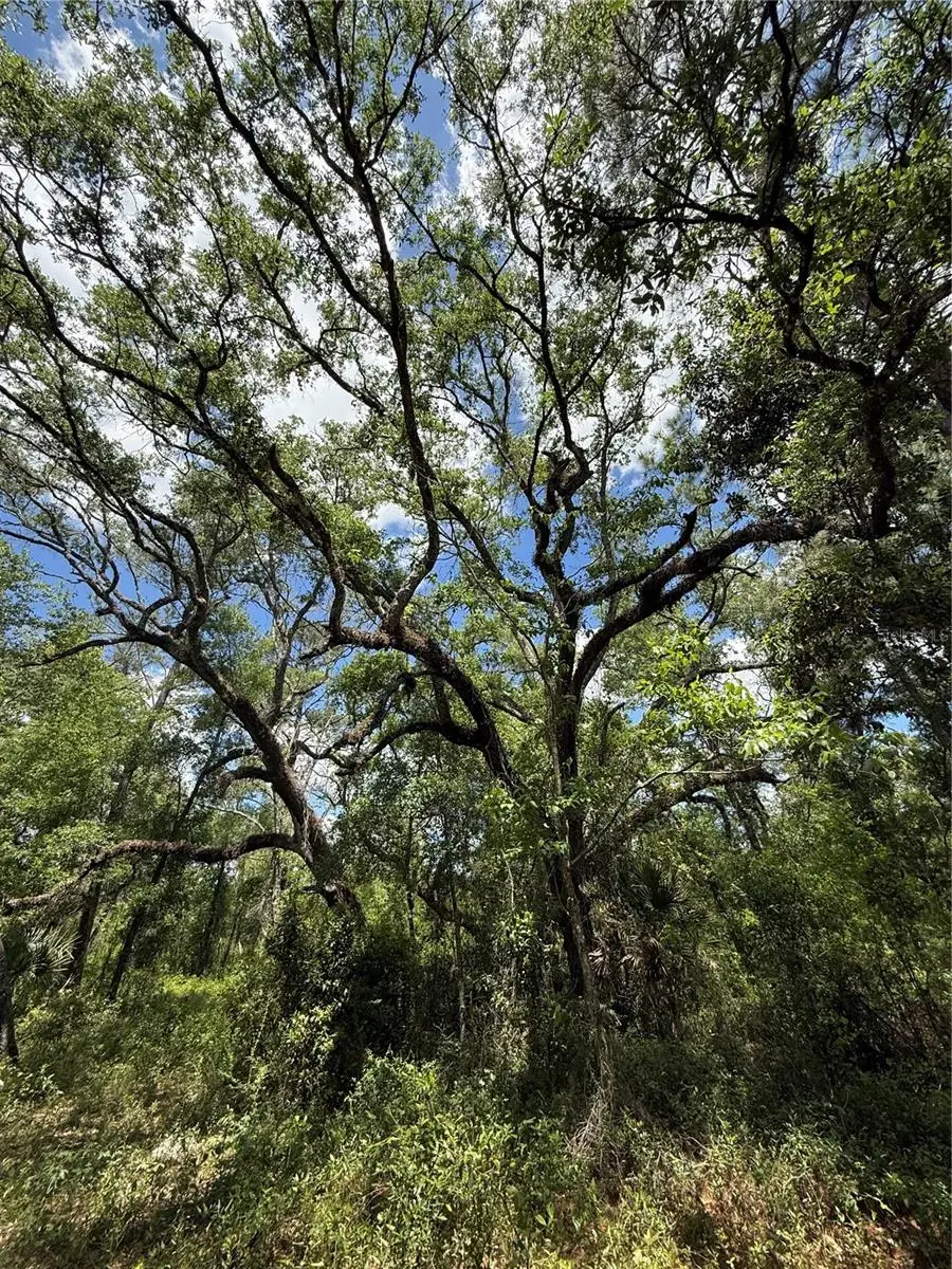 Lewis Lane, Webster, FL 33597 - #2