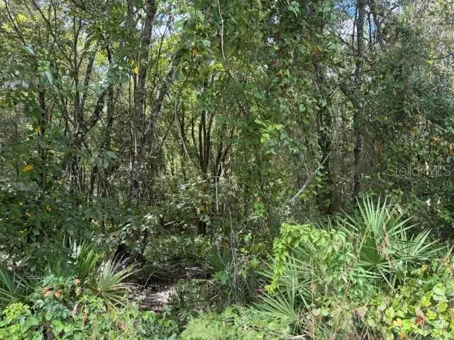 Pine Cabin Road, Brooksville, FL 34601 - #2
