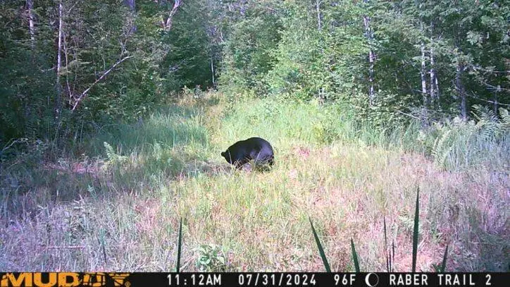 . E 27 Mile, Goetzville, MI 49736 - #3