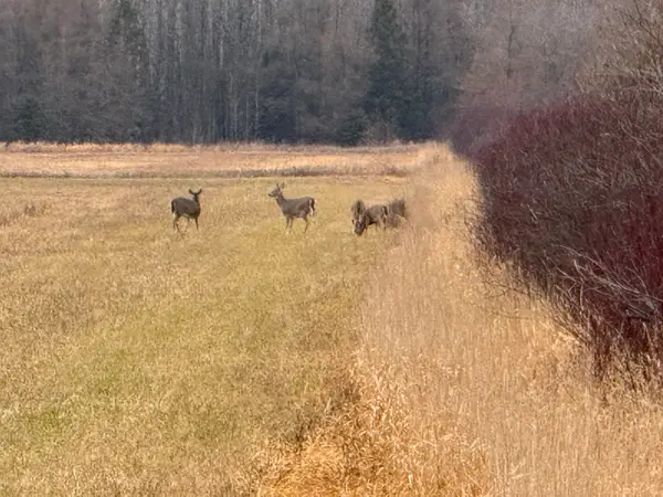 0 M48, Pickford, MI 49774