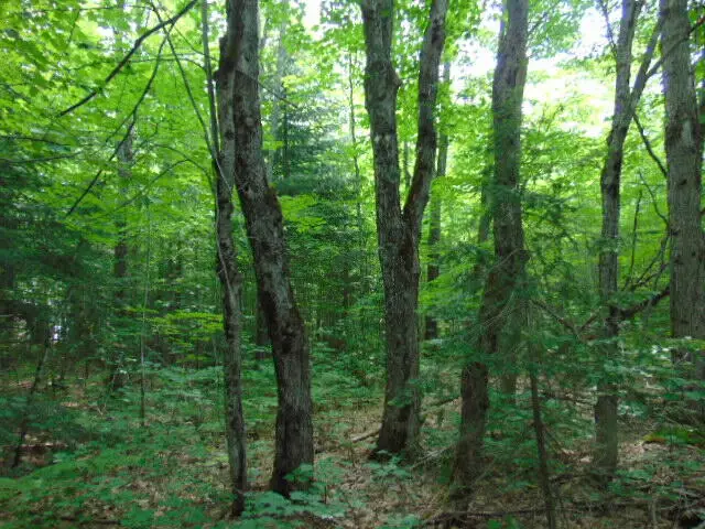 000 W Chesbrough Lake Road, Newberry, MI 49868 - Image #3