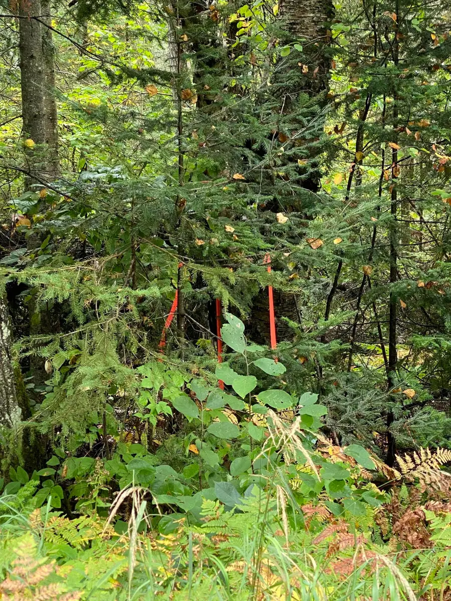 WF N Westshore Dr, Sugar Island Township, MI 49783 - Image #3