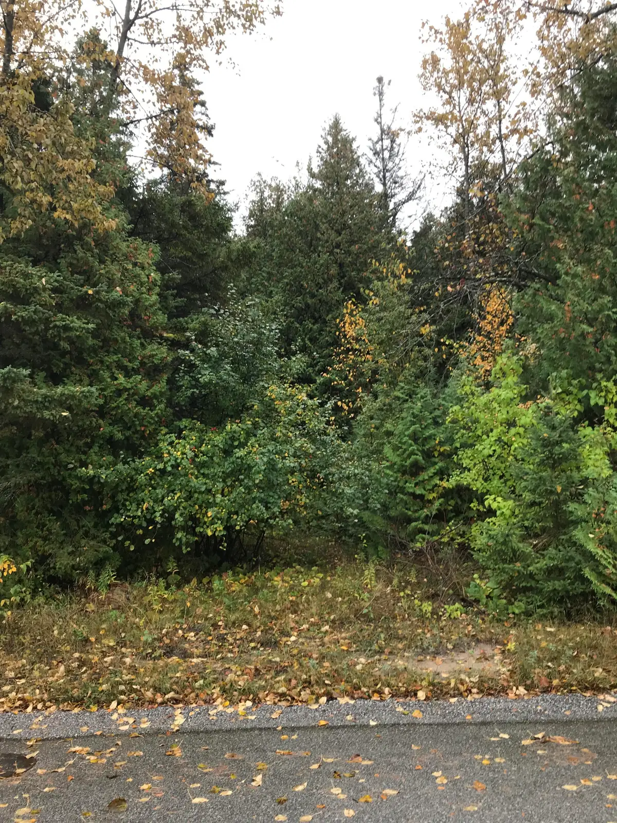 TBD Democrat Rd, De Tour Village, MI 49725 - #1