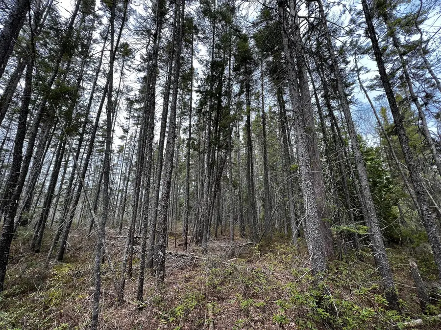 11401 N Whitefish Point Rd, Paradise, MI 49768 - #3