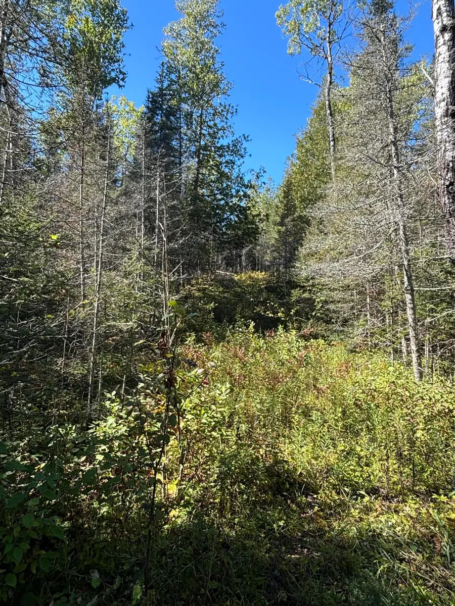 585 N Czech Ln, Hessel, MI 49745 - #2