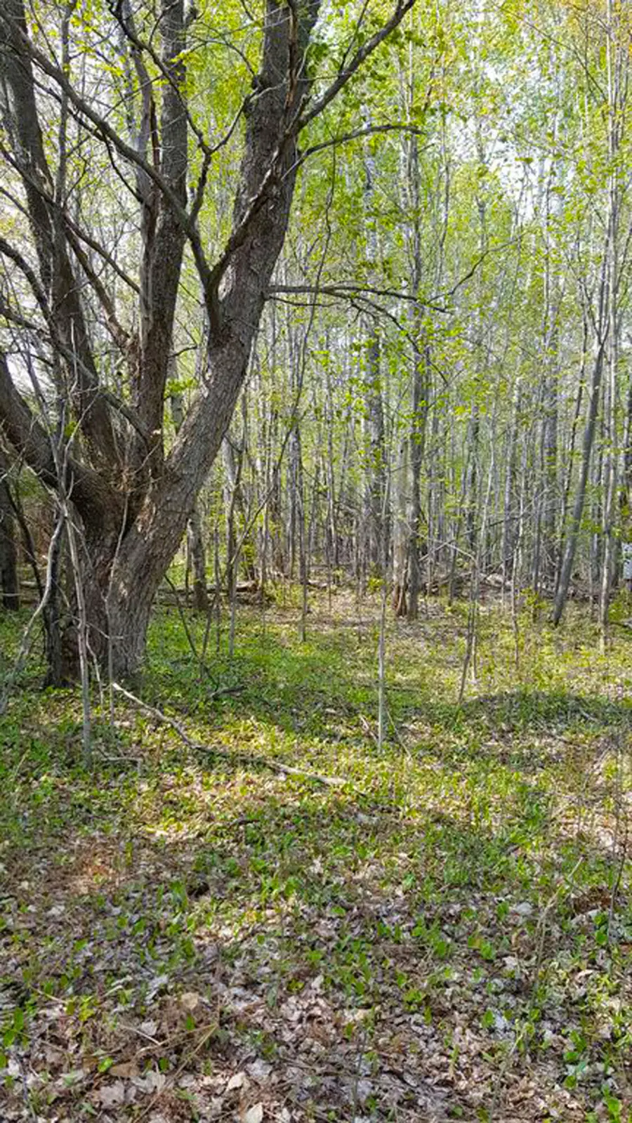 000 W Birch Shores Dr, Trout Lake, MI 49793 - #3