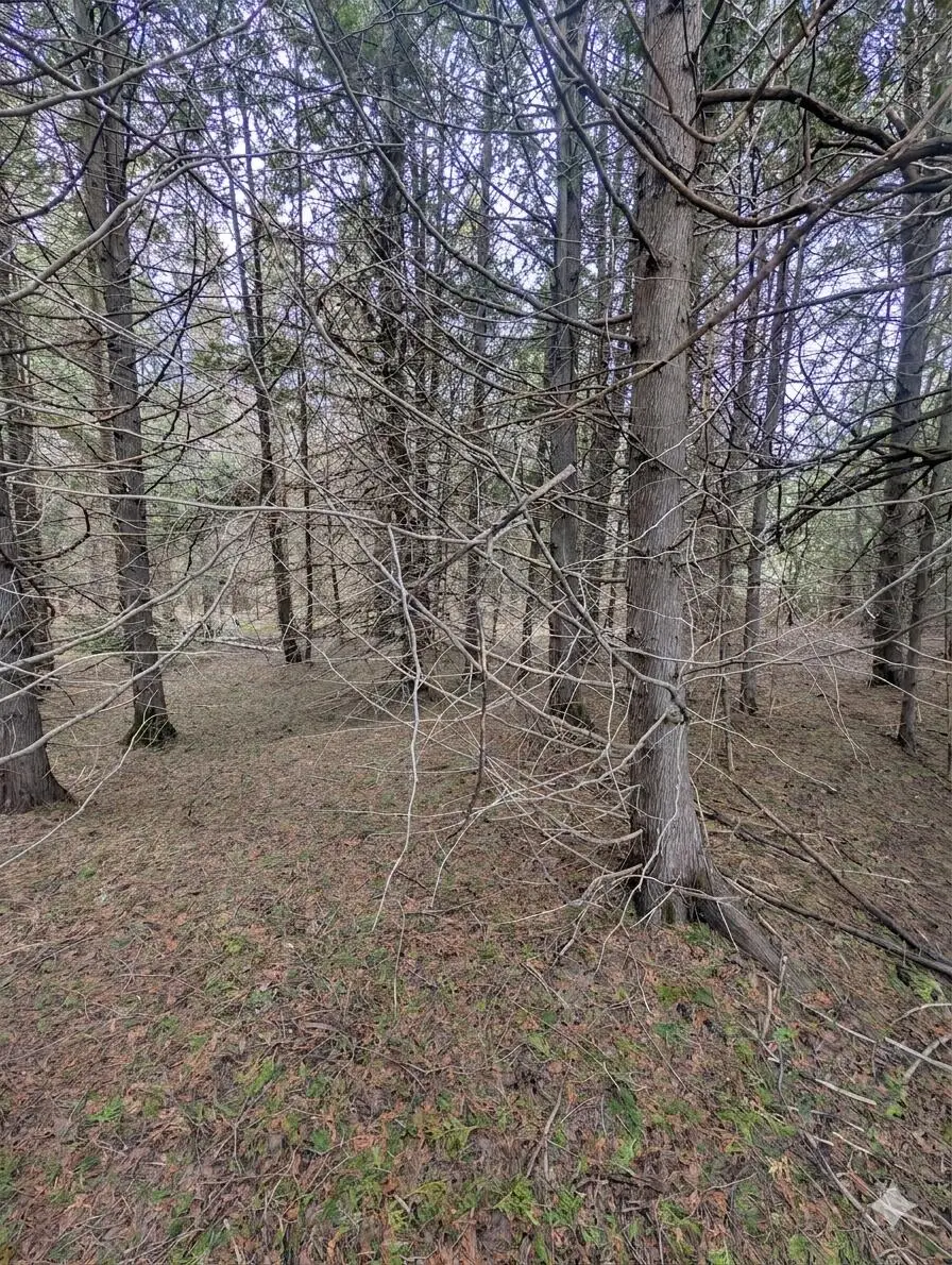 000 M-123, Moran, MI 49760 - #3