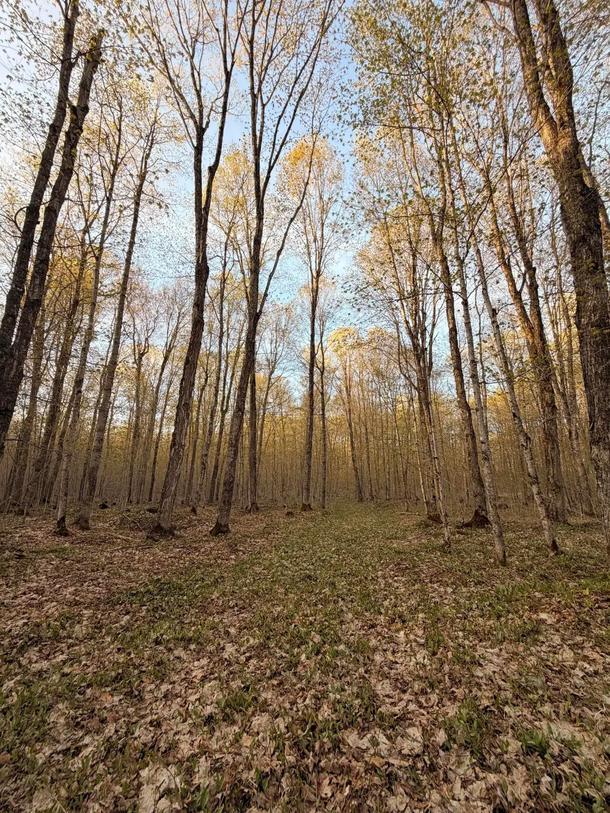 TBD N Hulbert Rd, Paradise, MI 49768 - #1