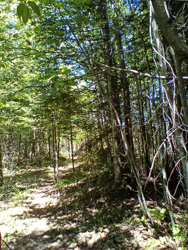 (A) Gager Rd, Engadine, MI 49827