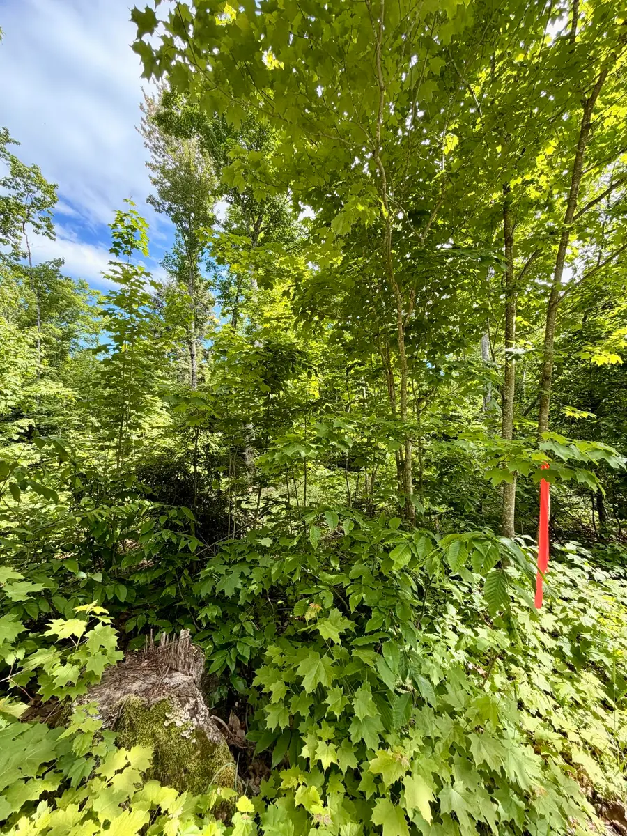 TBD ~60ac Michigan 123, Newberry, MI 49868 - #3