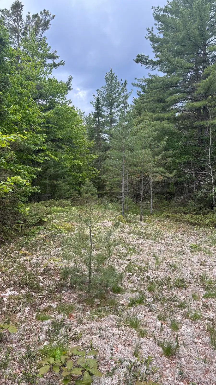 TBD E M-134, De Tour Village, MI 49725 - #2