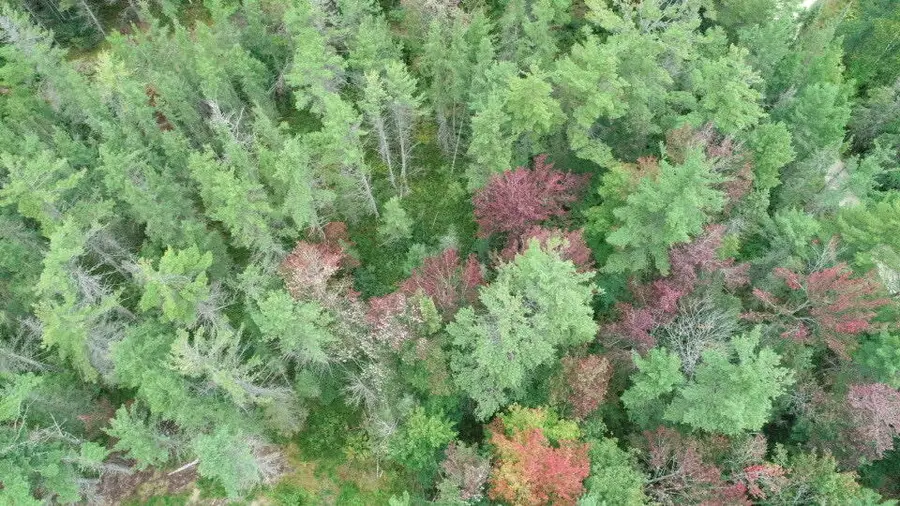 TBD Champs Elysees Rd, Gould City, MI 49838 - #2