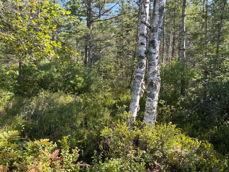 TBD Champs Elysees Rd, Gould City, MI 49838 - #3