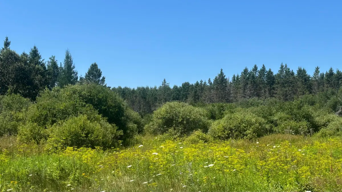 TBD Simmons Rd, Hessel, MI 49745 - #1