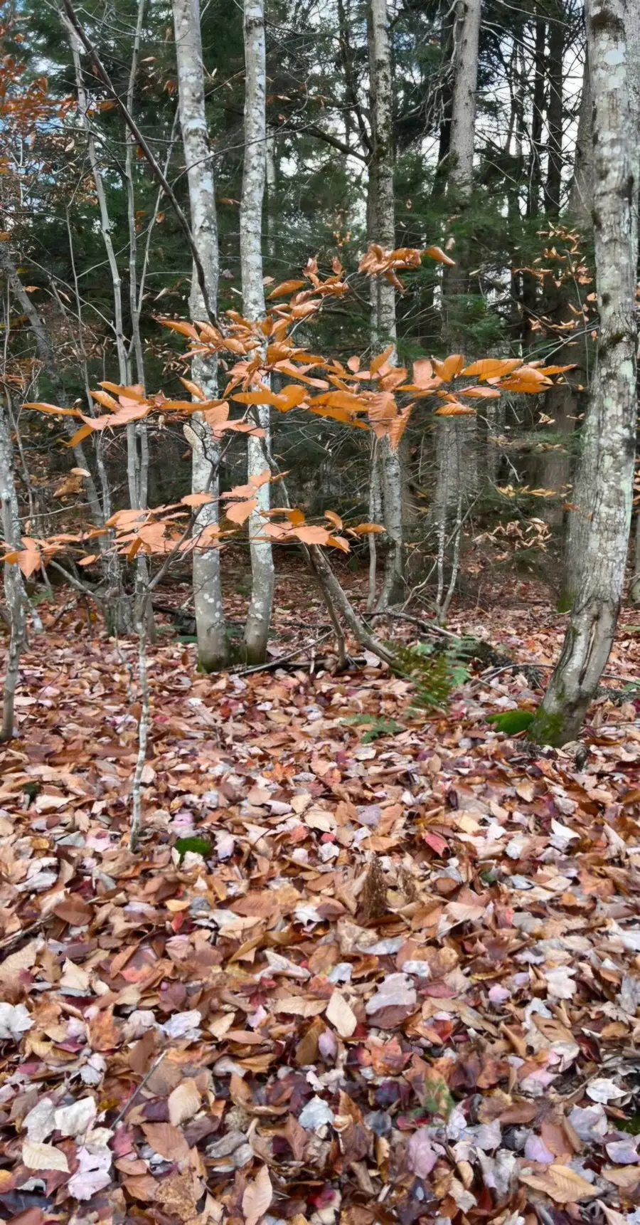 Lot 684 Hemlock Trail Lot 684, Beaver Island, MI 49782 - #2