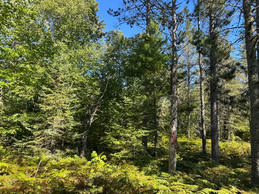 15796 N Whitefish Point Rd, Paradise, MI 49768 - #2