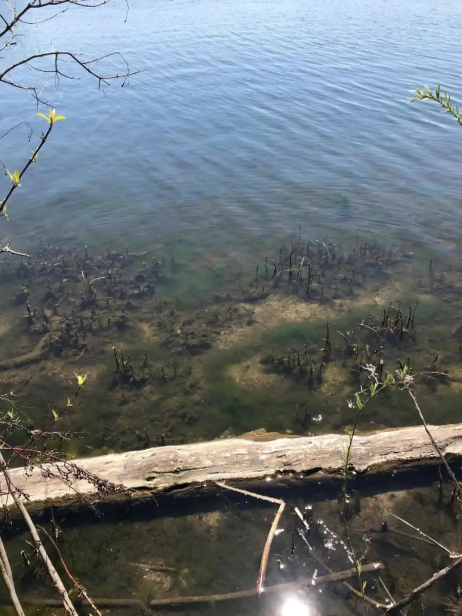 Rainbow Drive, Sturgis, MI 49091 - Image #2