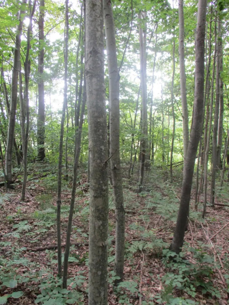 Emerald Ridge Lot #13, Onekama, MI 49675 - Image #2