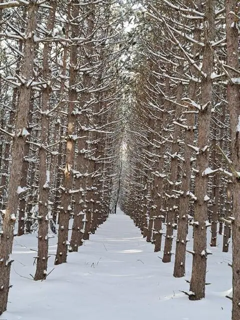 VL C Mckinley Road, Big Rapids, MI 49307 - Image #3