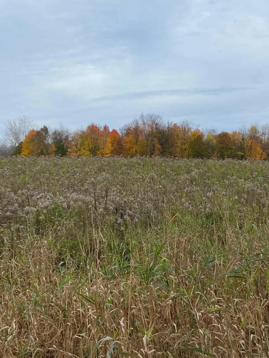 8689 S 29th Street, Scotts, MI 49088 - Image #2