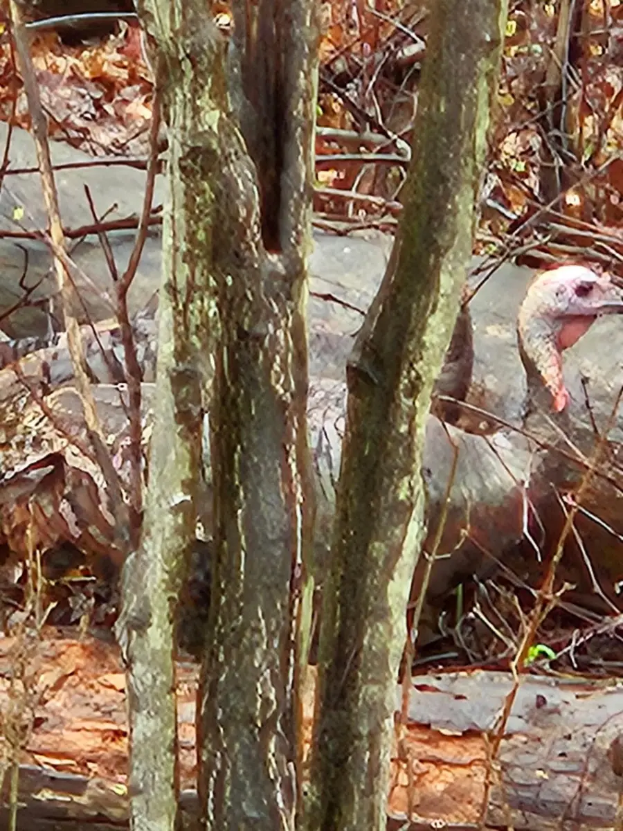 V/L E L Avenue, Kalamazoo, MI 49048 - Image #2