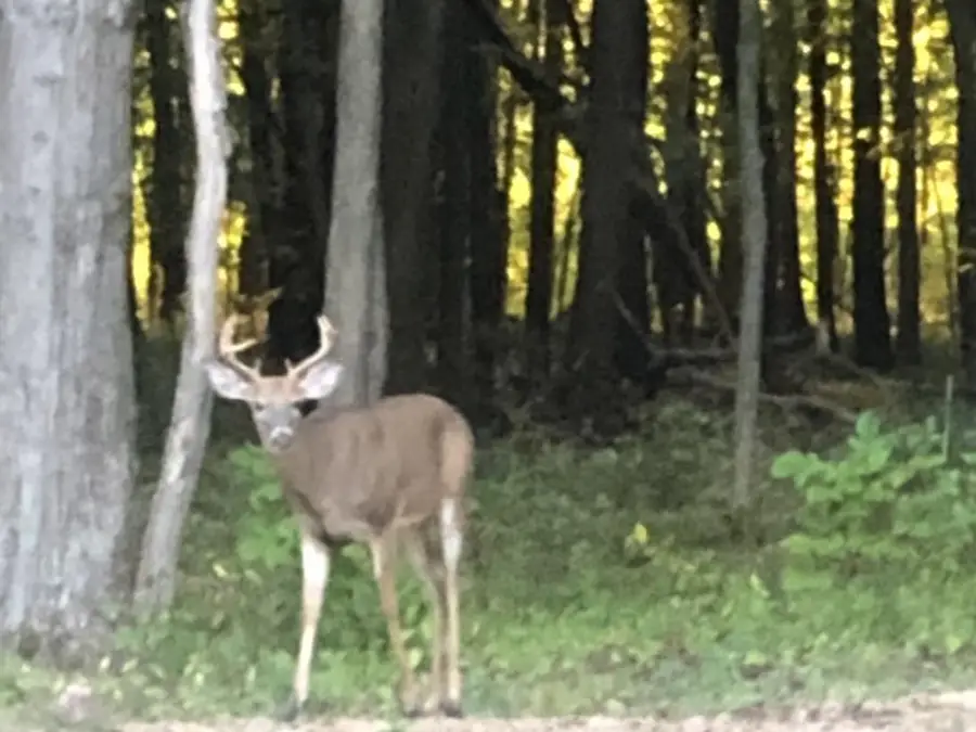 856 Greystone Drive, Chelsea, MI 48118 - Image #3