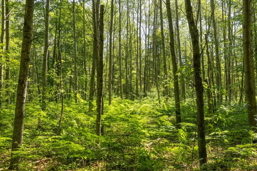 00 V/L Comstock Ave #Par B, Bitely, MI 49309 - Image #2