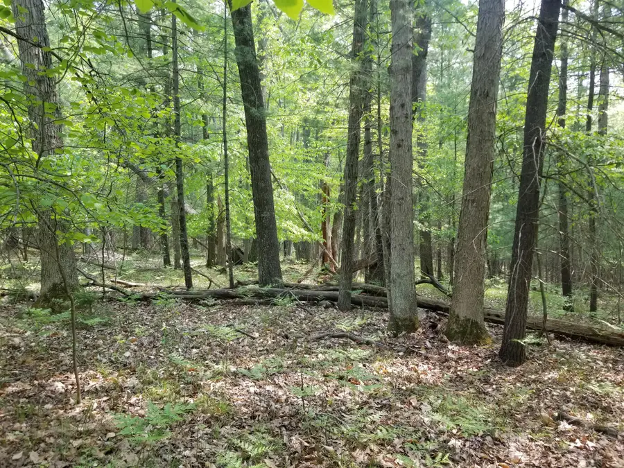 Par 16 W 12 Mile Road, Irons, MI 49644 - Image #2