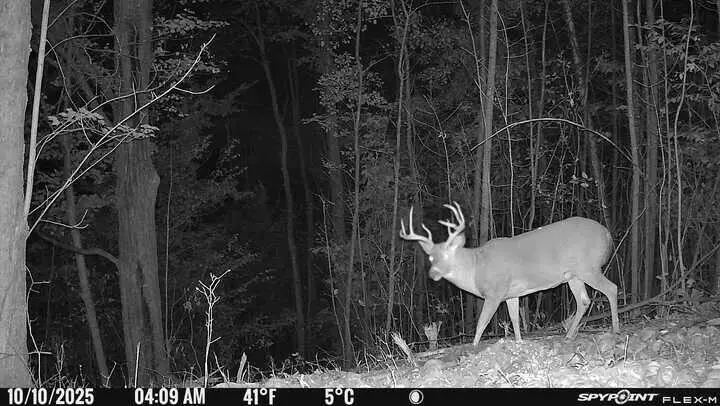 40 Acres +/- 150th Avenue, Leroy, MI 49655 - Image #1