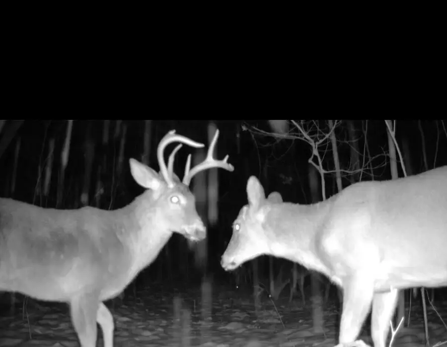 22903 Waterwheel Drive, Pierson, MI 49339 - Image #3