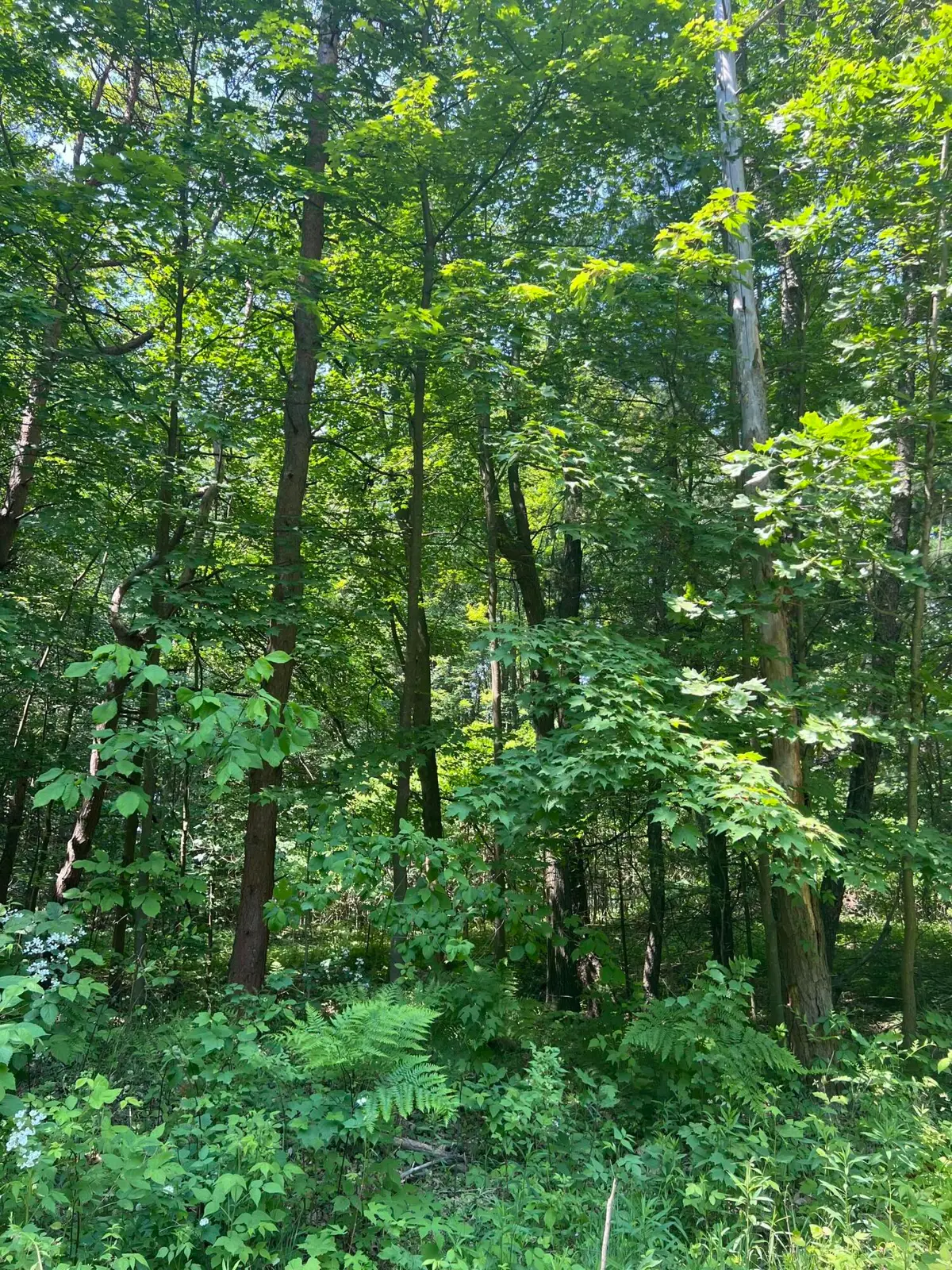 VL Blair Street, West Olive, MI 49460 - Image #1