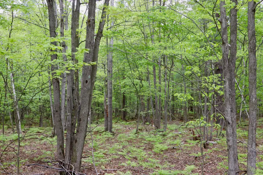 V/L E Levely Road, Rhodes, MI 48652 - Image #2