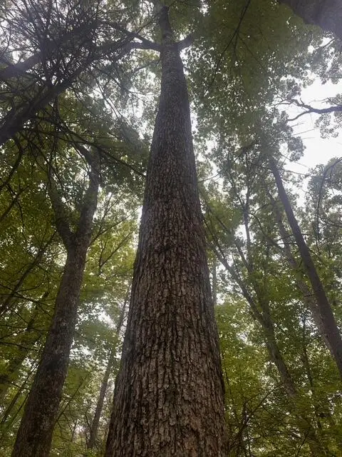 0 E Meinert Road, Holton, MI 49425