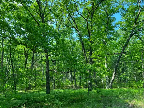 Hill View, Reed City, MI 49677