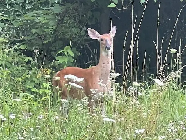 0000 Oak Ridge Hills #7, Marshall, MI 49068 - Image #2