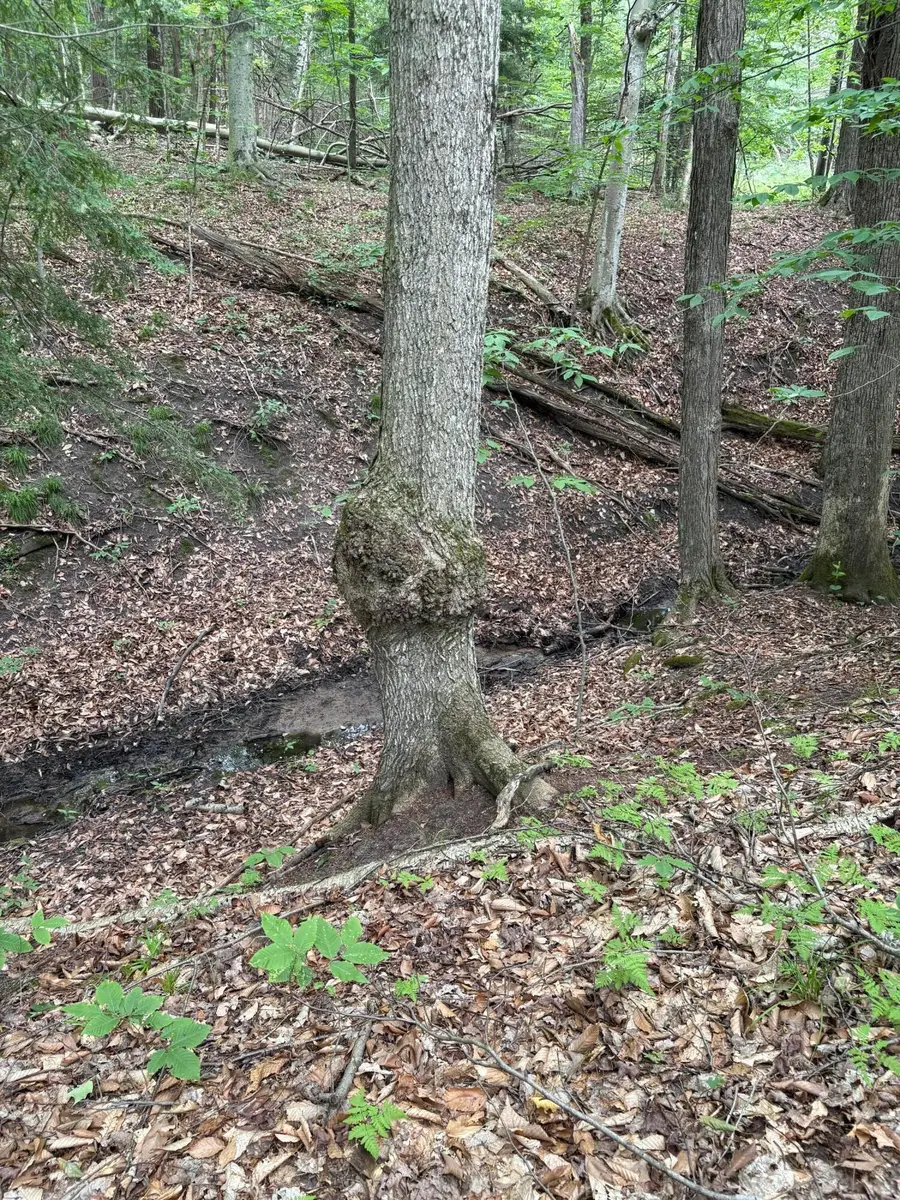 11546 E 3 1/2 Mile Road, Luther, MI 49656 - Image #3