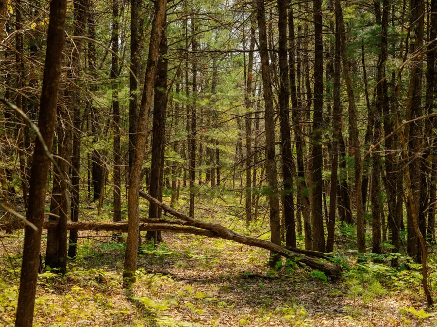 Parcel 2 E Koenig Road, Free Soil, MI 49411 - Image #3